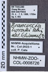 Etiketten zu Brancuccia horaki (NHMW-ZOO-COL-0008726)